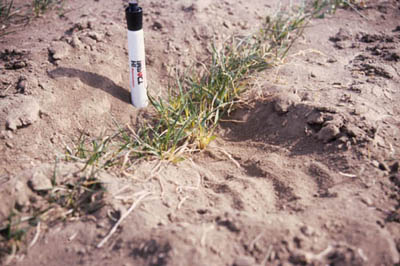Photo of winter wheat seedlings partially buried by blowing snow.