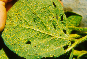 Photo of a soybean leaf with hundreds of soybean aphids.