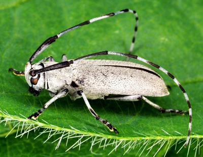 Photo of Soybean stem borer adult.