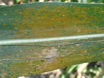 Photo of southern rust on a corn leaf.
