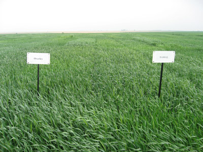 Photo of 2008 wheat trials in UNL West Central District