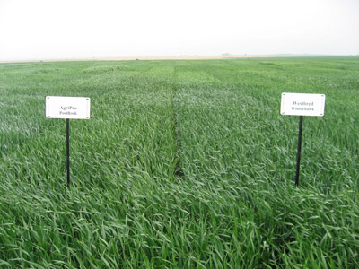 Winter wheat field trial