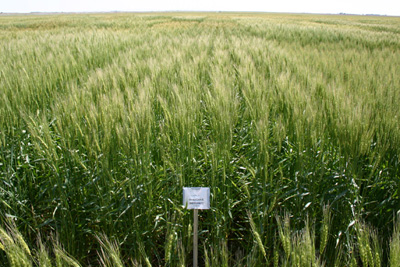 Photo of Overland wheat variety trial.