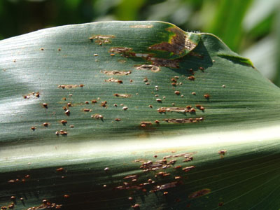 Corn leaf exhibiting common rust symptoms