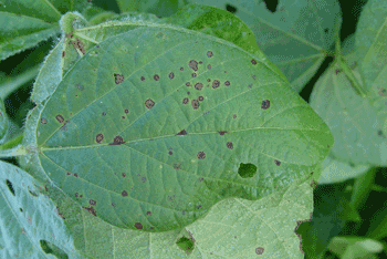 Frogeye disease damage in soybean