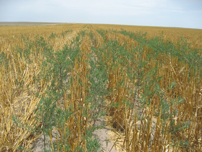 Photo of Russian thistle cut off by a combine.