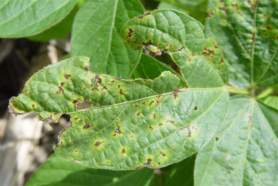 Picture of soybean leaf with injur and blight