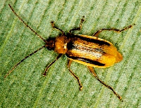 Photo of a western corn rootworm beetle