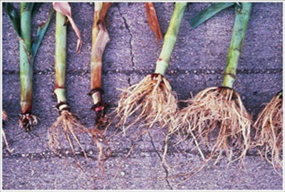 Photo of corn roots showing various degrees of damage from corn rootworm.