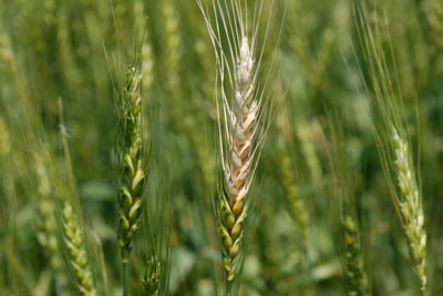 Photo of Septoria leaf blotch in wheat