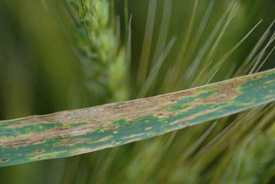 Photo of wheat scab.