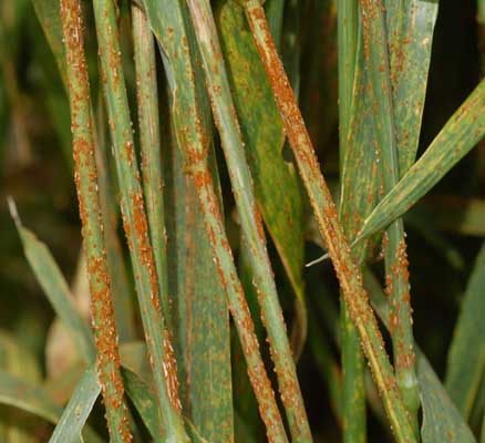 Photo of stem rust on wheat stems.