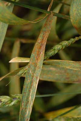 Photo of stem rust on a flag leaf.