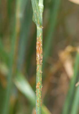 Photo of stem rust on triticale.