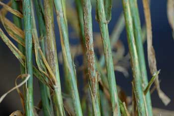 Photo of stem rust on barley stems.