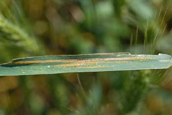 Photo of stripe rust and a few leaf rust pustules on a wheat flag leaf.