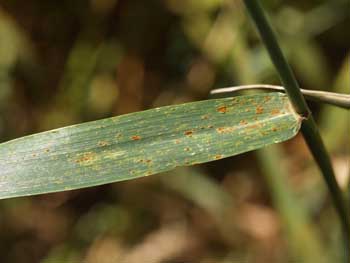 Photo of leaf rust on a wheat flag leaf