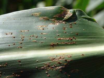Photo of common rust on a corn leaf.