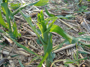 Photo of hail-damaged corn plant.