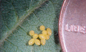 Lady beetle eggs