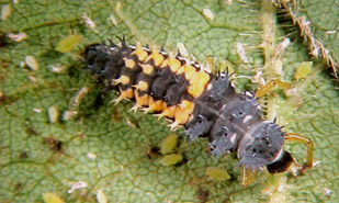 lady beetle larvae feeding on soybean aphids