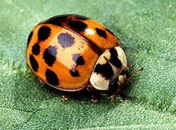 adult asian lady beetle