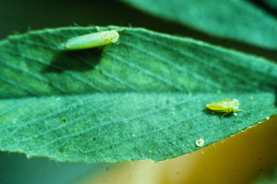 Photo of an adult and nymph potato leafhopper