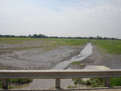 Photo of corn crop recovering from flood damage.