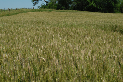 Photo of field of fusarium head blight in Saline County, NE, June 16.