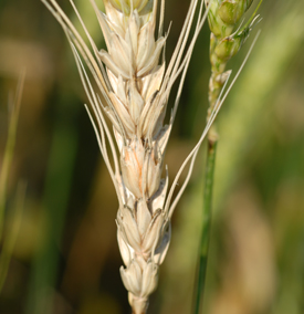 A wheat head completely bleached by the Fusarium head blight fungus showing a pink to salmon spore mass on a spikelet.