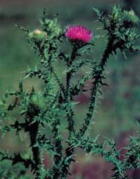 Photo of a plumeless thistle