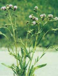 Photo of Canadian Thistle.
