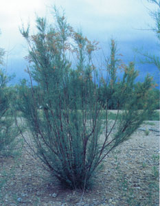 Photo of a saltcedar plant