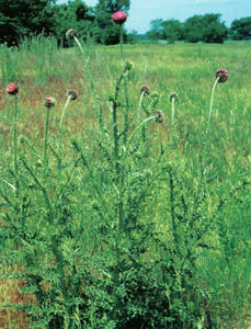 Photo of a musk thistle plant.