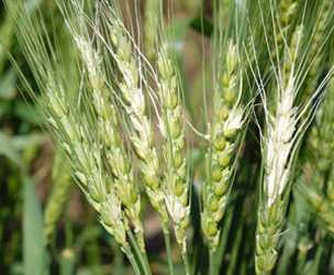 Wheat heads showing varying levels of Fusarium head blight severity