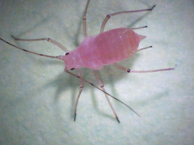 Photo of a pink pea aphid, among the first documented in Nebraska. Found near David City, May 2008.