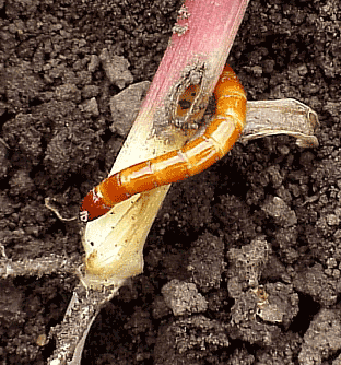 photo of a wireworm