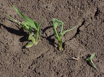 injury typical of seedling growth inhibitors.