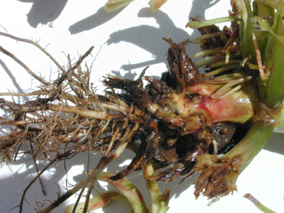 Photo of rootworm feeding scars