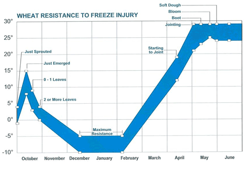 Graph showing how a freeze affects different growth stages of winter wheat.
