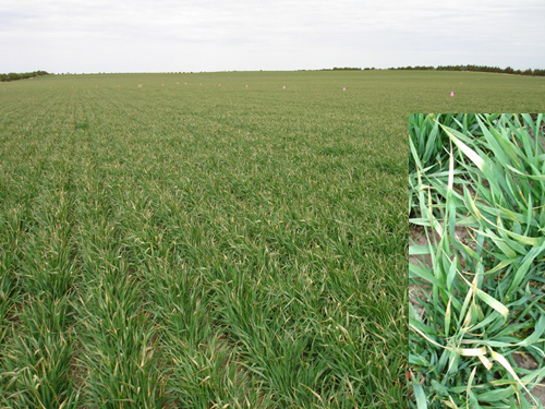 Fig. 1: This picture illustrates damage to the top canopy of wheat acused by subfreezing temperatures