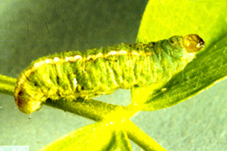 Close-up image of a clover leaf weevil
