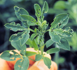 Photo of damage caused by an alfalfa weevil