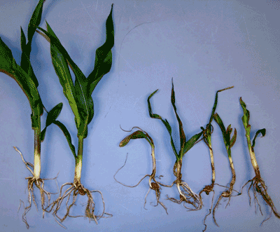 This picture shows healthy and diseased seedlings from a field.