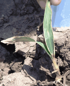 Seedling disease symptoms in corn
