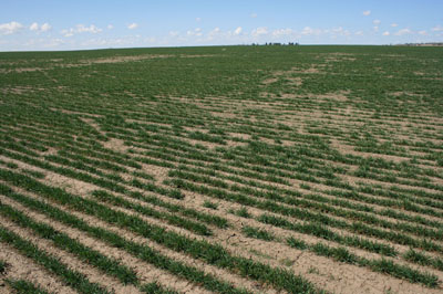 This field east of Hemingford is typical of the dilemma facing producers in the Panhandle.
