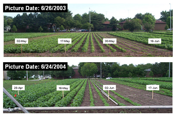 Photo comparing soybean planting dates in 2003 vs. 2004 