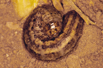 Color photo of a curled up army cutworm.