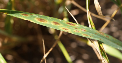 Figure 2 Tan Spot on a wheat leaf