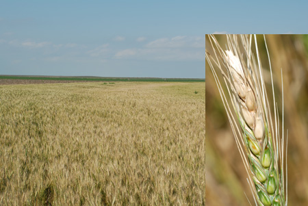 Figure 3 Fusarium head blight in an irrigated wheat field